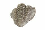, Partially Enrolled Flexicalymene Trilobite - Ohio #68584-1